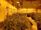 Why Training Plants Is a Waste of Time: Here’s What Actually Works