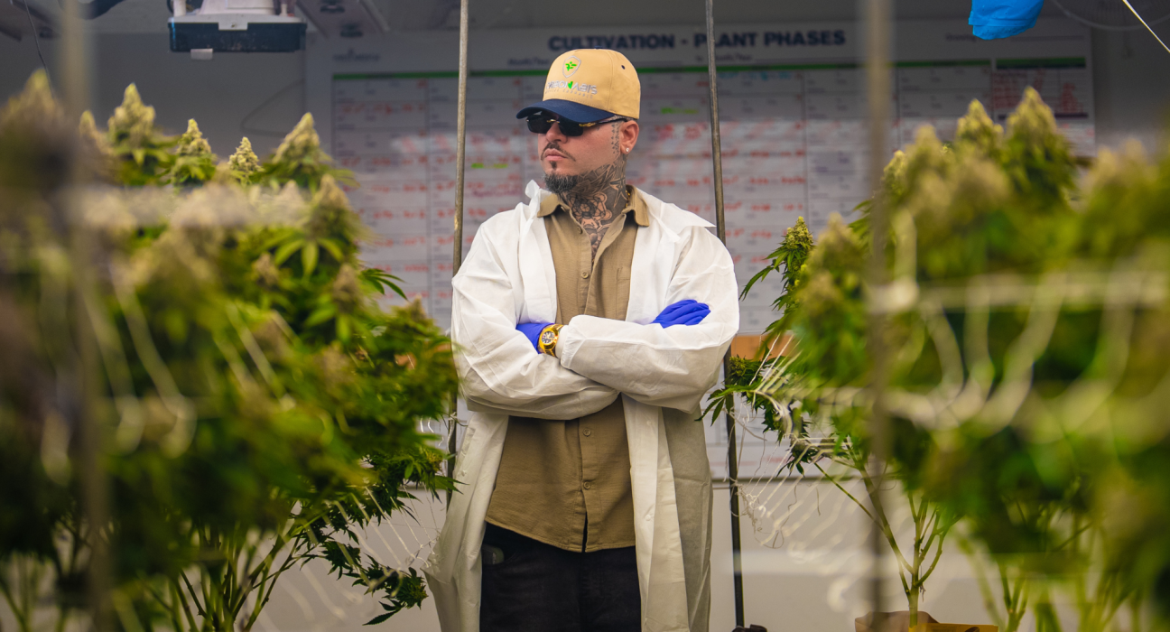 farruko cannabis