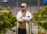 farruko cannabis