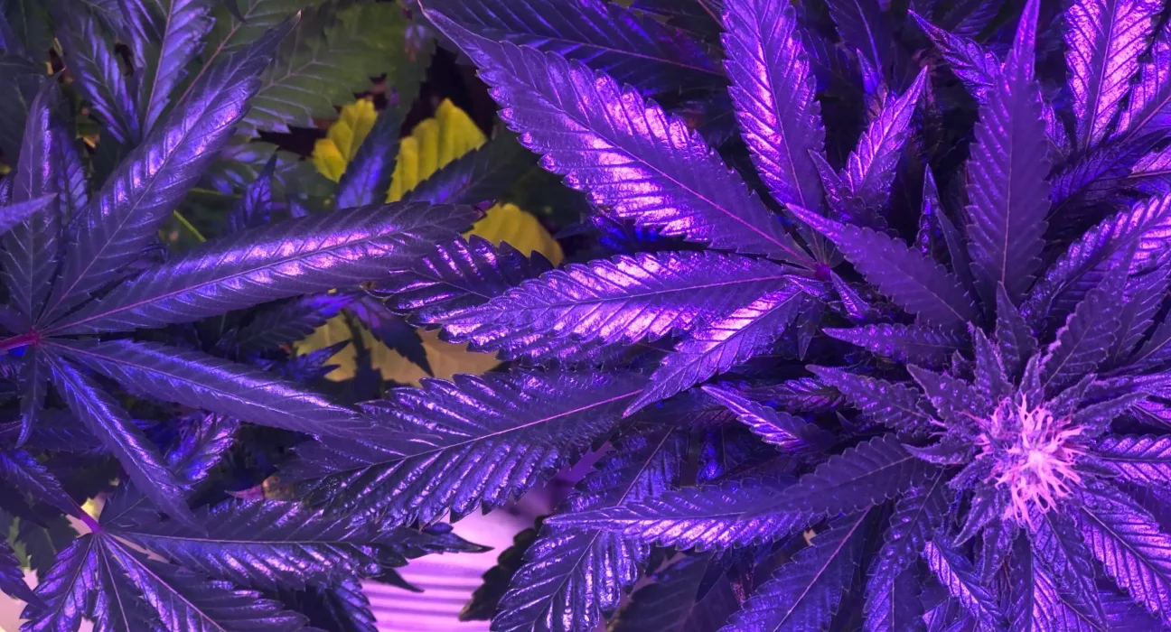 Cannabis is more morally acceptable than gambling, Americans say in poll (Newsletter: March 17, 2026)