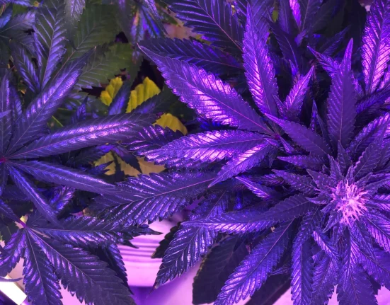 Cannabis is more morally acceptable than gambling, Americans say in poll (Newsletter: March 17, 2026)