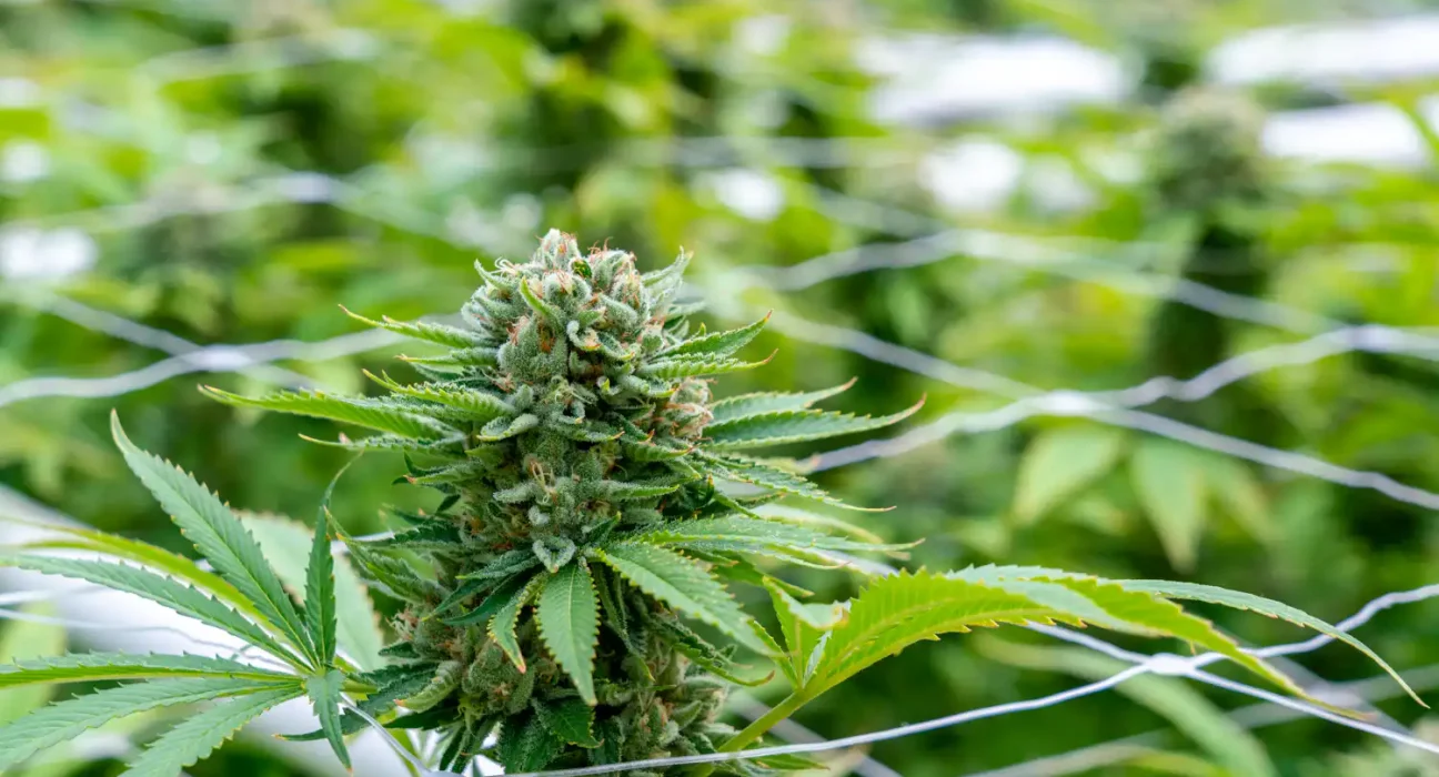 Colorado Lawmakers Approve Bill To Allow Medical Marijuana Use In Hospitals By Terminally Ill Patients