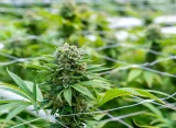 Colorado Lawmakers Approve Bill To Allow Medical Marijuana Use In Hospitals By Terminally Ill Patients