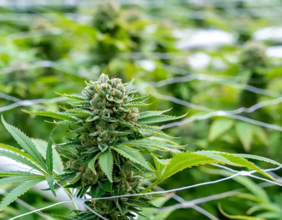 Colorado Lawmakers Approve Bill To Allow Medical Marijuana Use In Hospitals By Terminally Ill Patients