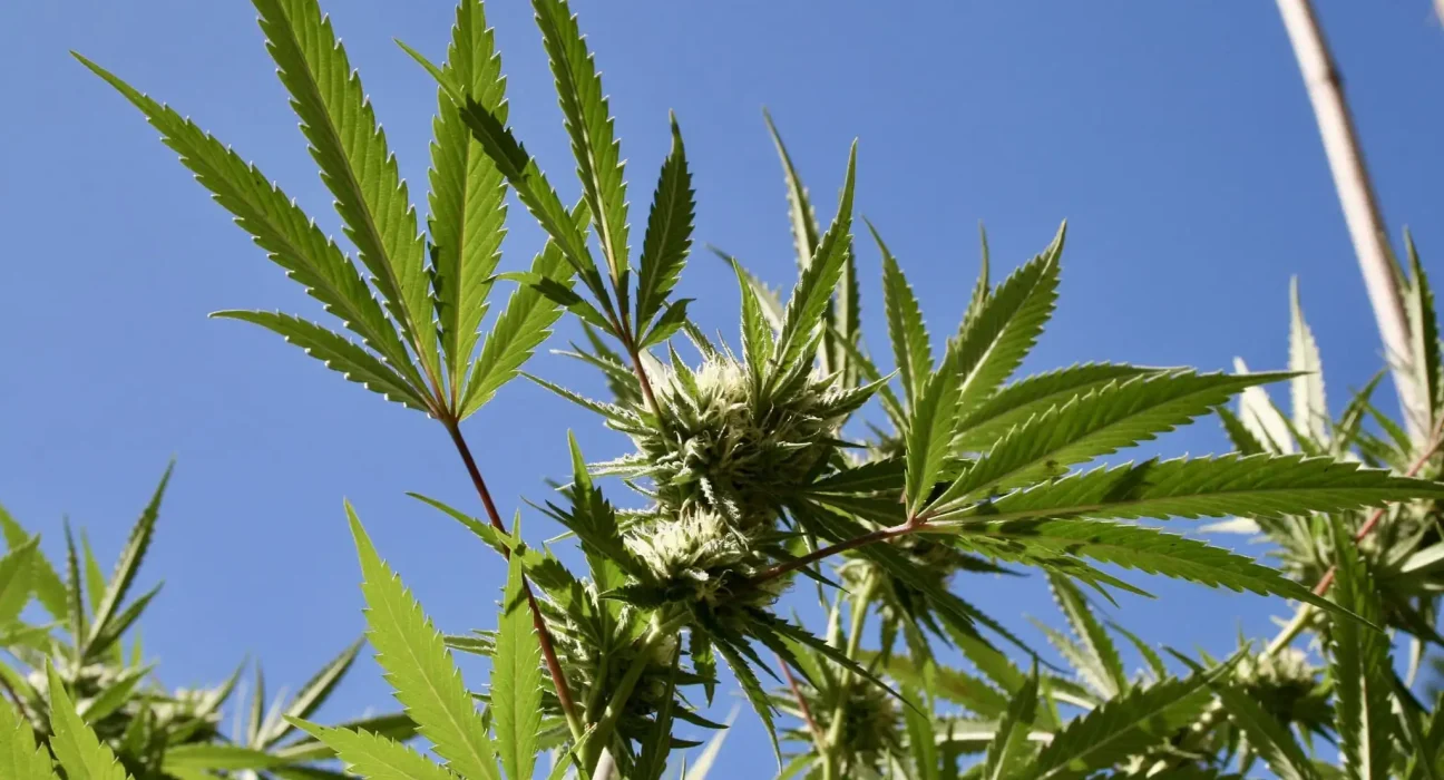 Delaware House Committee Approves Bill To Allow Medical Marijuana Use In Hospitals For Terminally Ill Patients