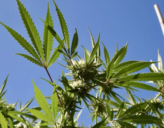 Delaware House Committee Approves Bill To Allow Medical Marijuana Use In Hospitals For Terminally Ill Patients