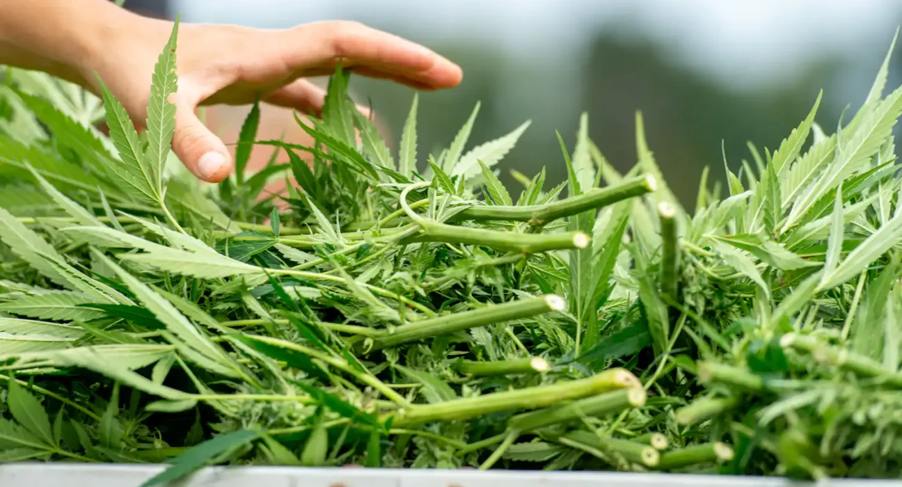 Florida Lawmakers Pass Bill To Provide Discounted Medical Marijuana Cards For Military Veterans