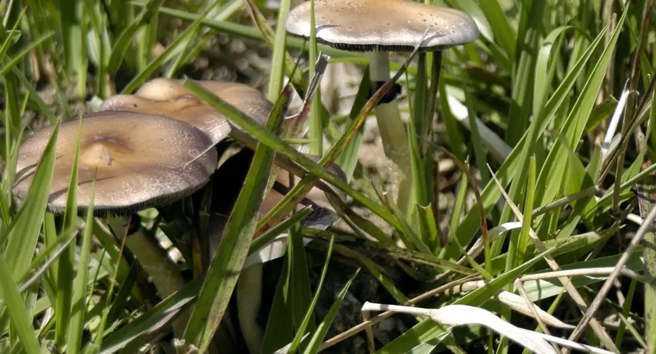 Hawaii Senate Passes Bill To Create Psychedelics Task Force And Study Pathways To Access Psilocybin And MDMA