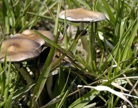 Hawaii Senate Passes Bill To Create Psychedelics Task Force And Study Pathways To Access Psilocybin And MDMA