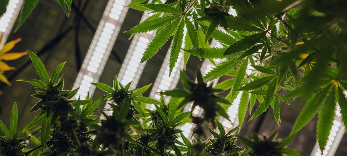 How Beth Conway Is Shaping NJ Cannabis