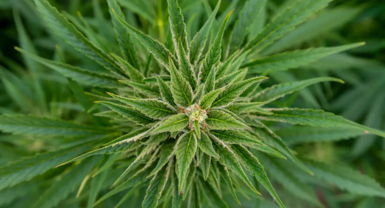 Indiana Governor Blames GOP Leaders For Marijuana Legalization Inaction While 'Half Of Hoosiers Probably Smoke It Illegally'