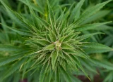 Indiana Governor Blames GOP Leaders For Marijuana Legalization Inaction While 'Half Of Hoosiers Probably Smoke It Illegally'
