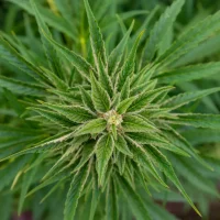 Indiana Governor Blames GOP Leaders For Marijuana Legalization Inaction While 'Half Of Hoosiers Probably Smoke It Illegally'