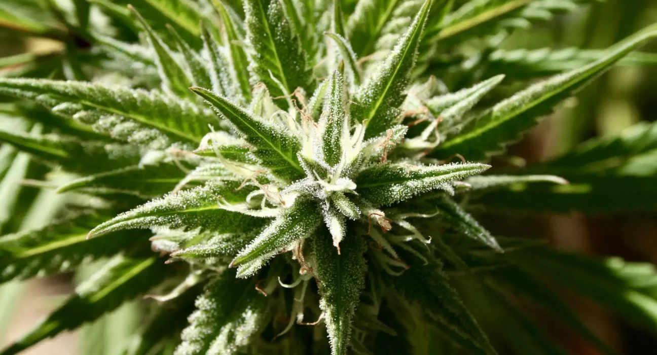 Oklahoma Lawmakers Reject Bill To Let Employers Fire More Workers For Using Medical Marijuana