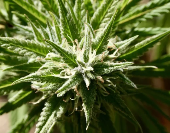 Oklahoma Lawmakers Reject Bill To Let Employers Fire More Workers For Using Medical Marijuana