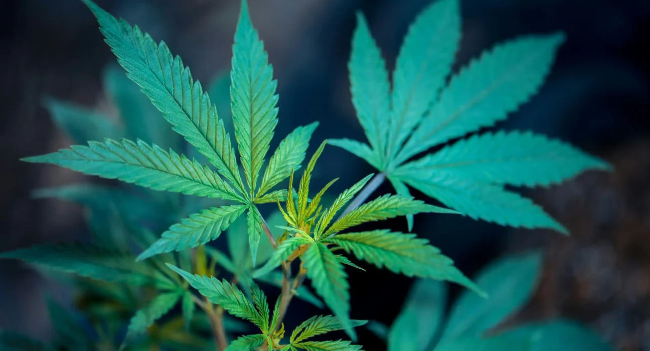 South Dakota Bill To Eliminate Medical Marijuana Oversight Committee Fails In Senate Panel