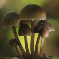 Study Suggests Psilocybin Can Help Smokers Quit