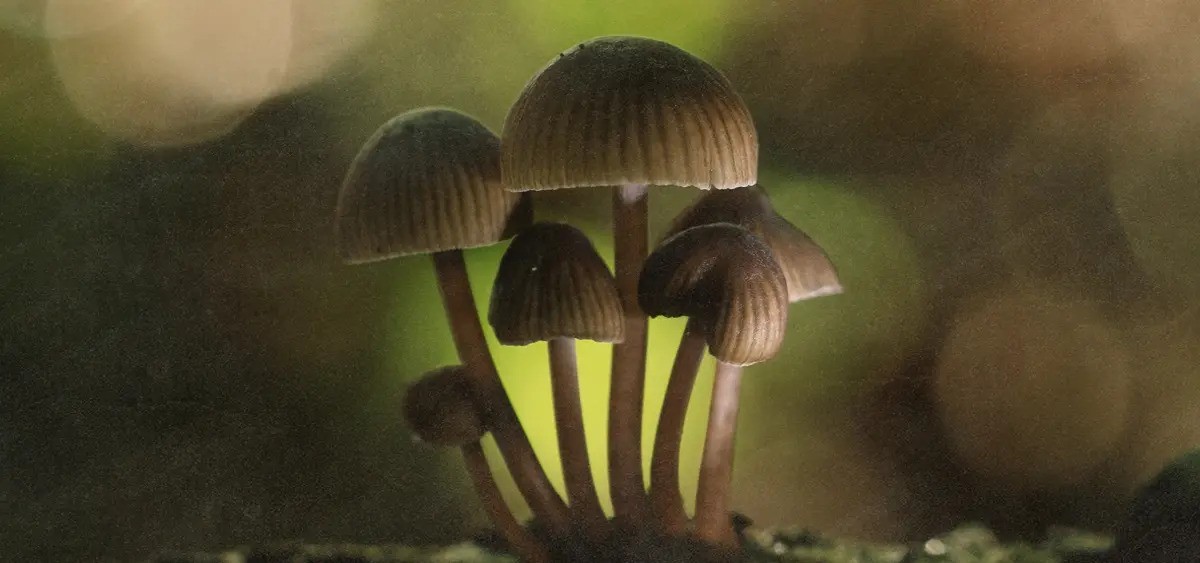 Study Suggests Psilocybin Can Help Smokers Quit