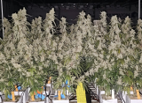 The End of the Vegetative Phase: A Revolution in Cannabis Cultivation