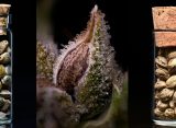 The Future of Cannabis Seeds Starts With the Past
