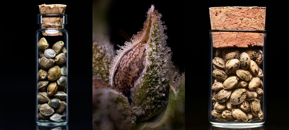 The Future of Cannabis Seeds Starts With the Past