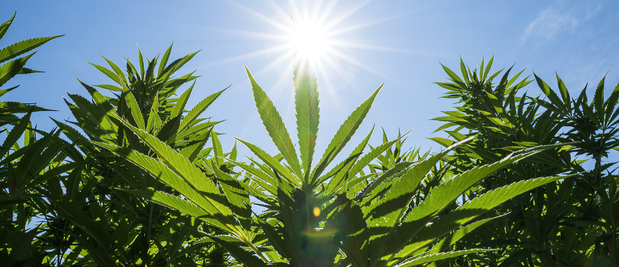 The Last Garden: Maine’s Medical Cannabis Program Under Siege