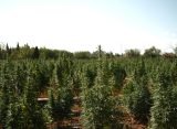 [Watch] High Times’ New Travel Series Goes From Mallorca’s Underground To Portugal’s Cannabis Boom