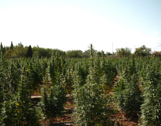 [Watch] High Times’ New Travel Series Goes From Mallorca’s Underground To Portugal’s Cannabis Boom