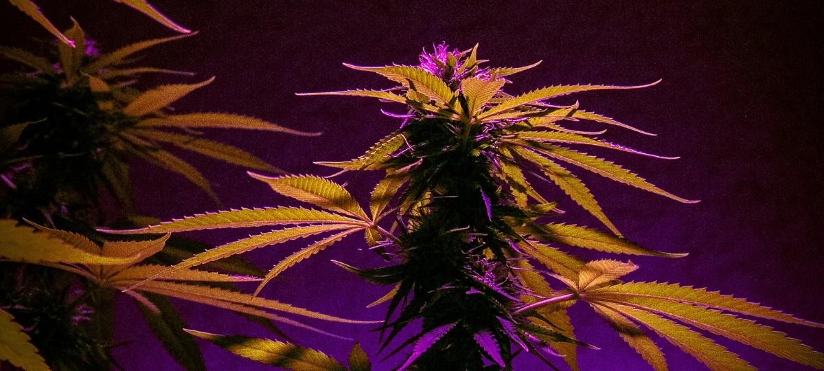 Women Over 60 Are Finding Their Place in Cannabis