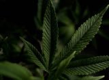 Clean Label Cannabis Is Challenging the Industry