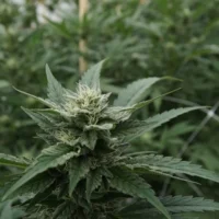 Hemp amendments stall in Congress, for now (Newsletter: April 29, 2026)