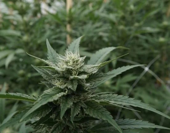 Hemp amendments stall in Congress, for now (Newsletter: April 29, 2026)