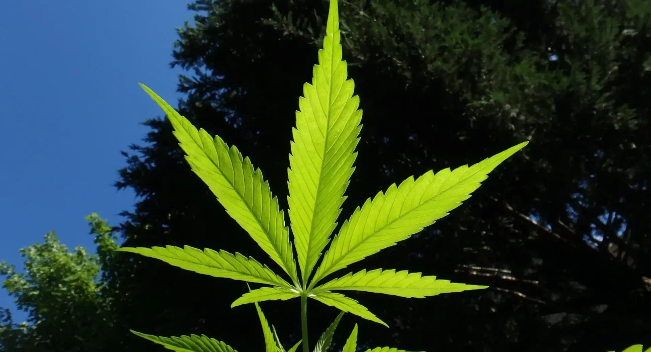 Massachusetts Governor Signs Bill Doubling Legal Marijuana Possession Limit And Revising Industry Rules