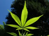 Massachusetts Governor Signs Bill Doubling Legal Marijuana Possession Limit And Revising Industry Rules