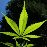 Massachusetts Governor Signs Bill Doubling Legal Marijuana Possession Limit And Revising Industry Rules