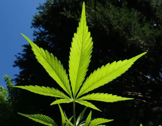 Massachusetts Governor Signs Bill Doubling Legal Marijuana Possession Limit And Revising Industry Rules