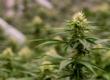 Massachusetts Lawmakers Unanimously Pass Bill To Double Marijuana Possession Limit And Restructure Cannabis Commission