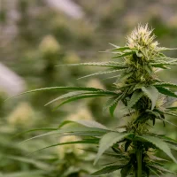 Massachusetts Lawmakers Unanimously Pass Bill To Double Marijuana Possession Limit And Restructure Cannabis Commission