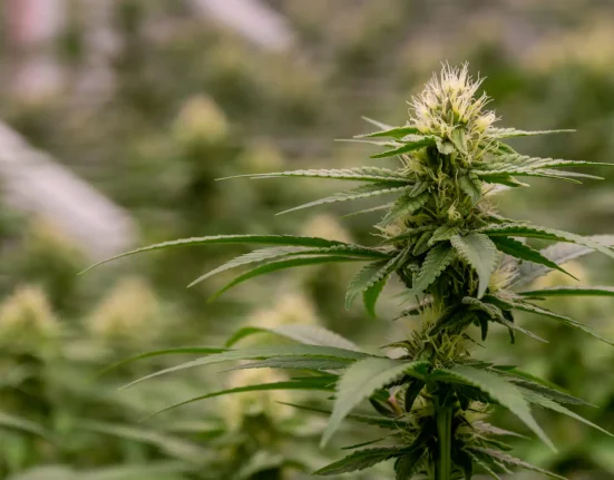 Massachusetts Lawmakers Unanimously Pass Bill To Double Marijuana Possession Limit And Restructure Cannabis Commission