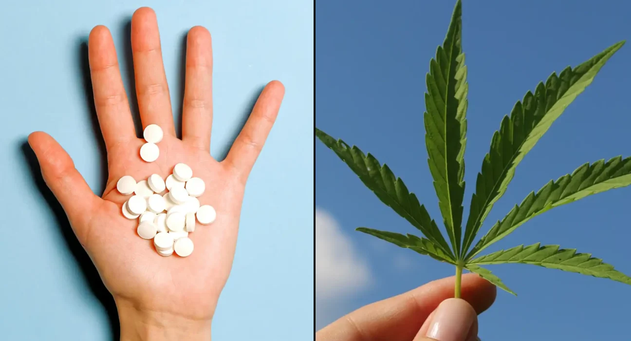 Medical Marijuana Helps People Stop Using Opioids, Sleeping Aids And Other Prescription Drugs, Study Shows