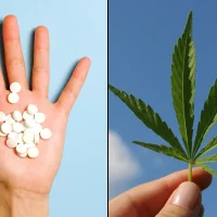 Medical Marijuana Helps People Stop Using Opioids, Sleeping Aids And Other Prescription Drugs, Study Shows