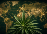 Pax Cannabica: How the Plant Became a Geopolitical Tool in a World at War