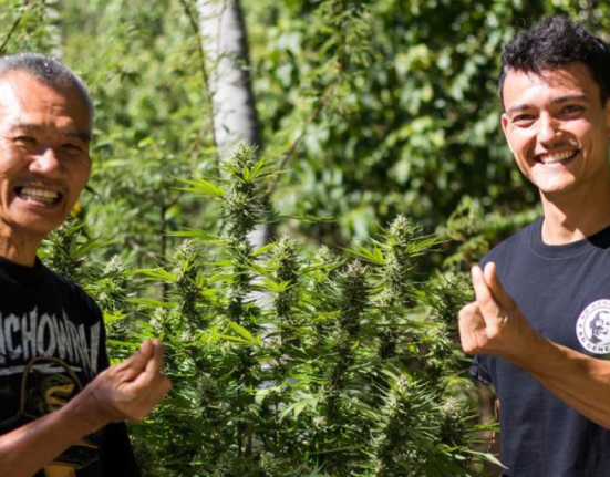 The Keeper of Thai Weed