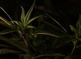 The Real Cost of Cannabis Prohibition