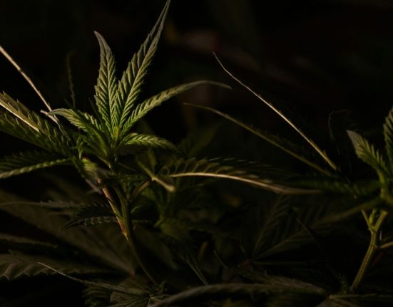 The Real Cost of Cannabis Prohibition