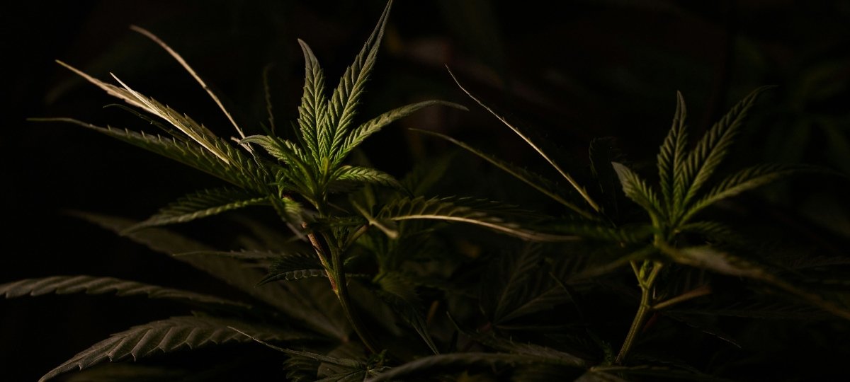 The Real Cost of Cannabis Prohibition