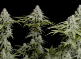 The THC Arms Race Is Starting To Look Stupid, New Harris Poll Finds