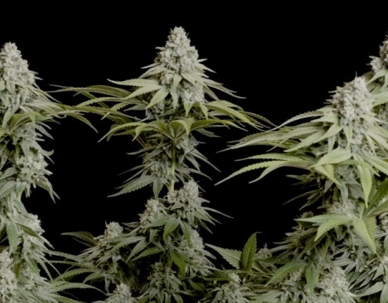 The THC Arms Race Is Starting To Look Stupid, New Harris Poll Finds