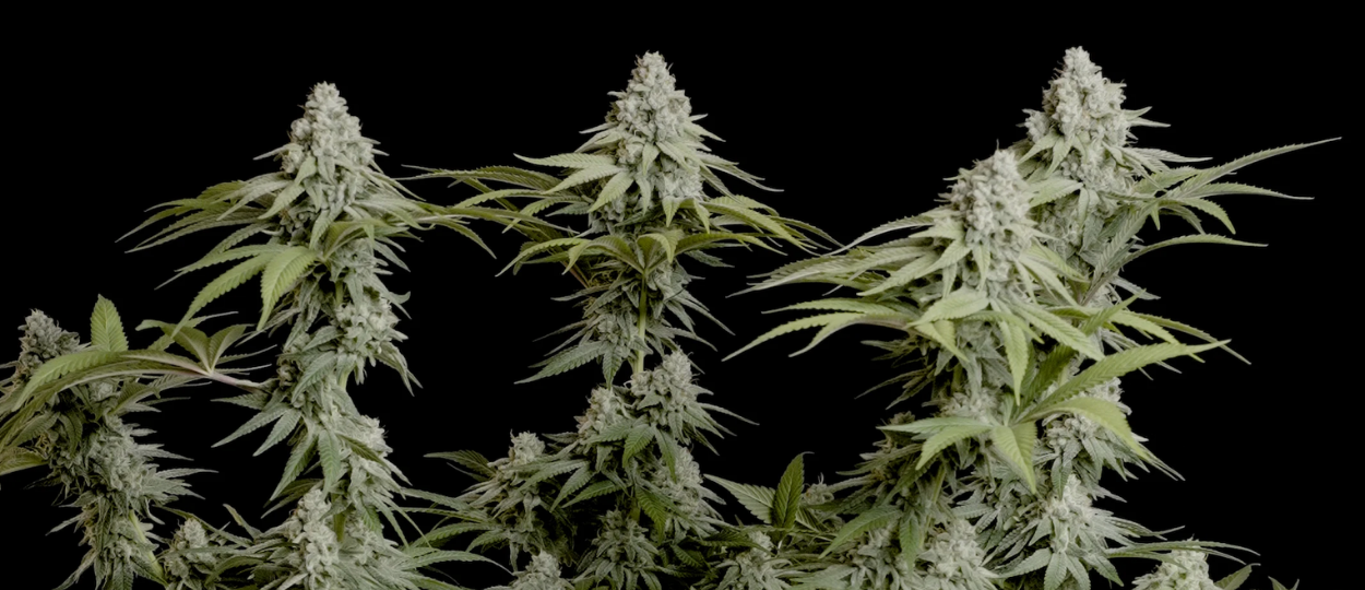The THC Arms Race Is Starting To Look Stupid, New Harris Poll Finds