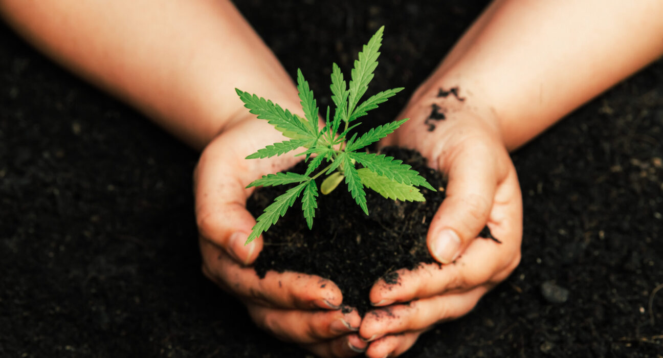 What's threatening the cannabis market?